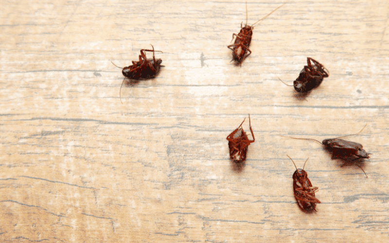 home cleaning services to remove coackroaches